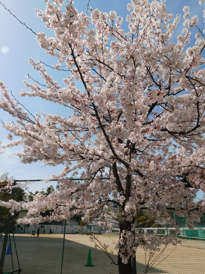 金蘭の桜;