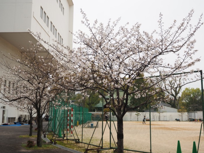 桜が咲き始めました！;