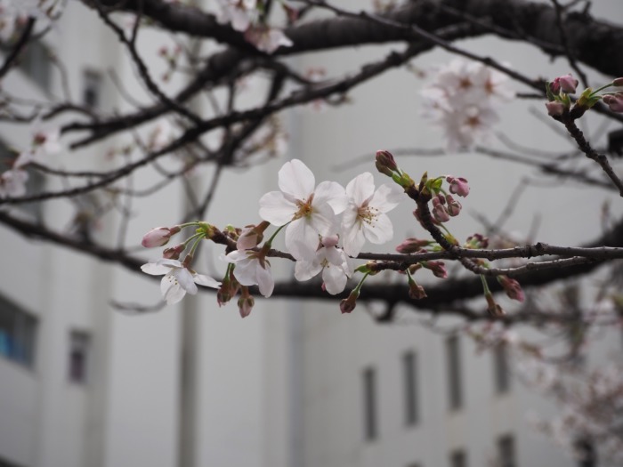 【高校】入学式;